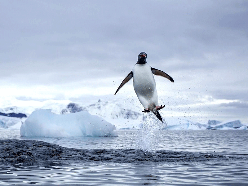 The Science Behind Penguins: Why Can’t They Fly?